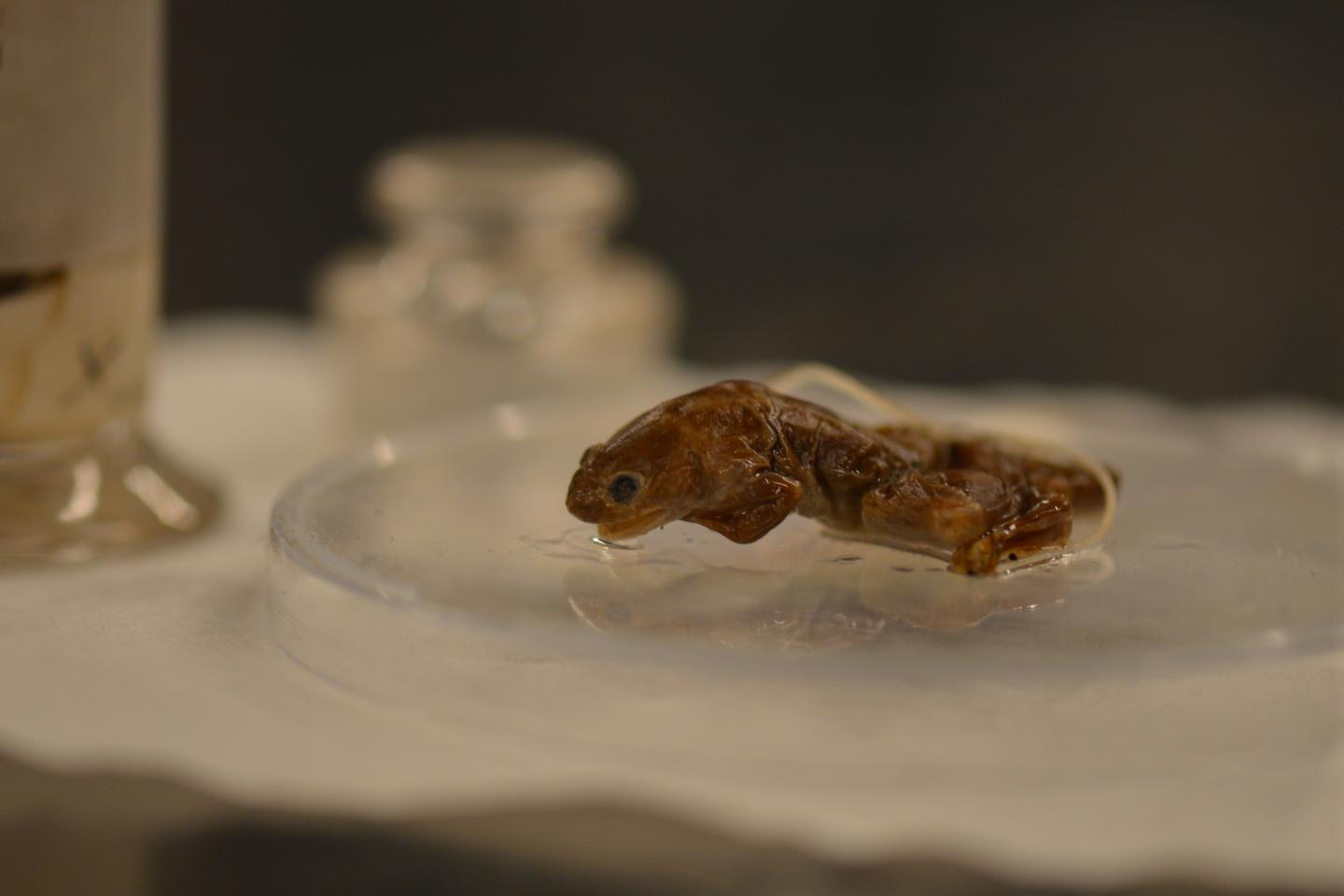 Fraser's Clawed Frog