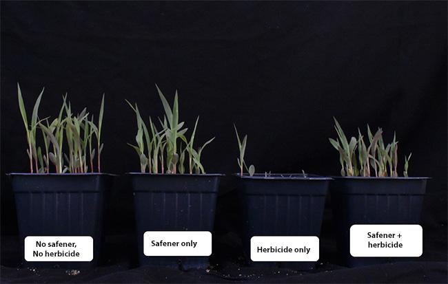 Effects Of Safener On Grain Sorghum