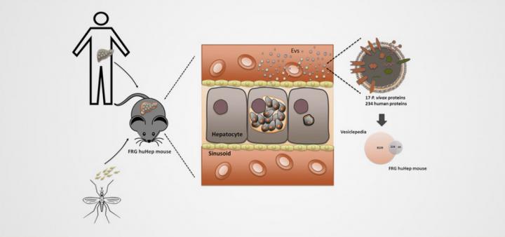 A Humanized Mouse Model to Study <em>Plasmodium Vivax</em> Infections