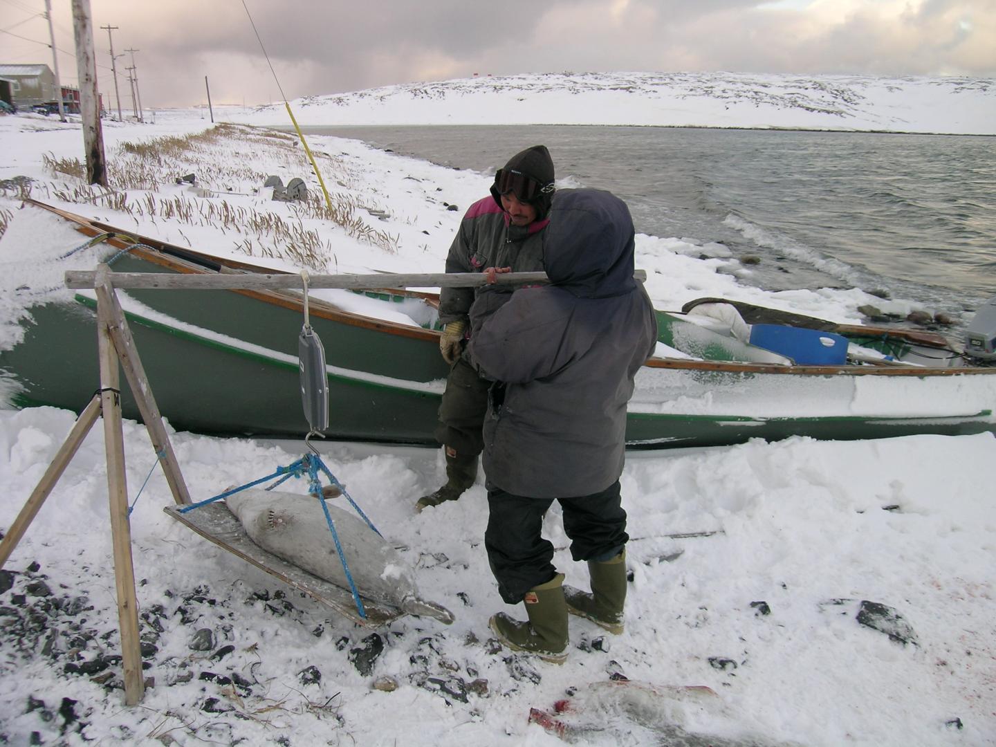 Researchers Find Consistent Mercury Levels in Arctic Seals