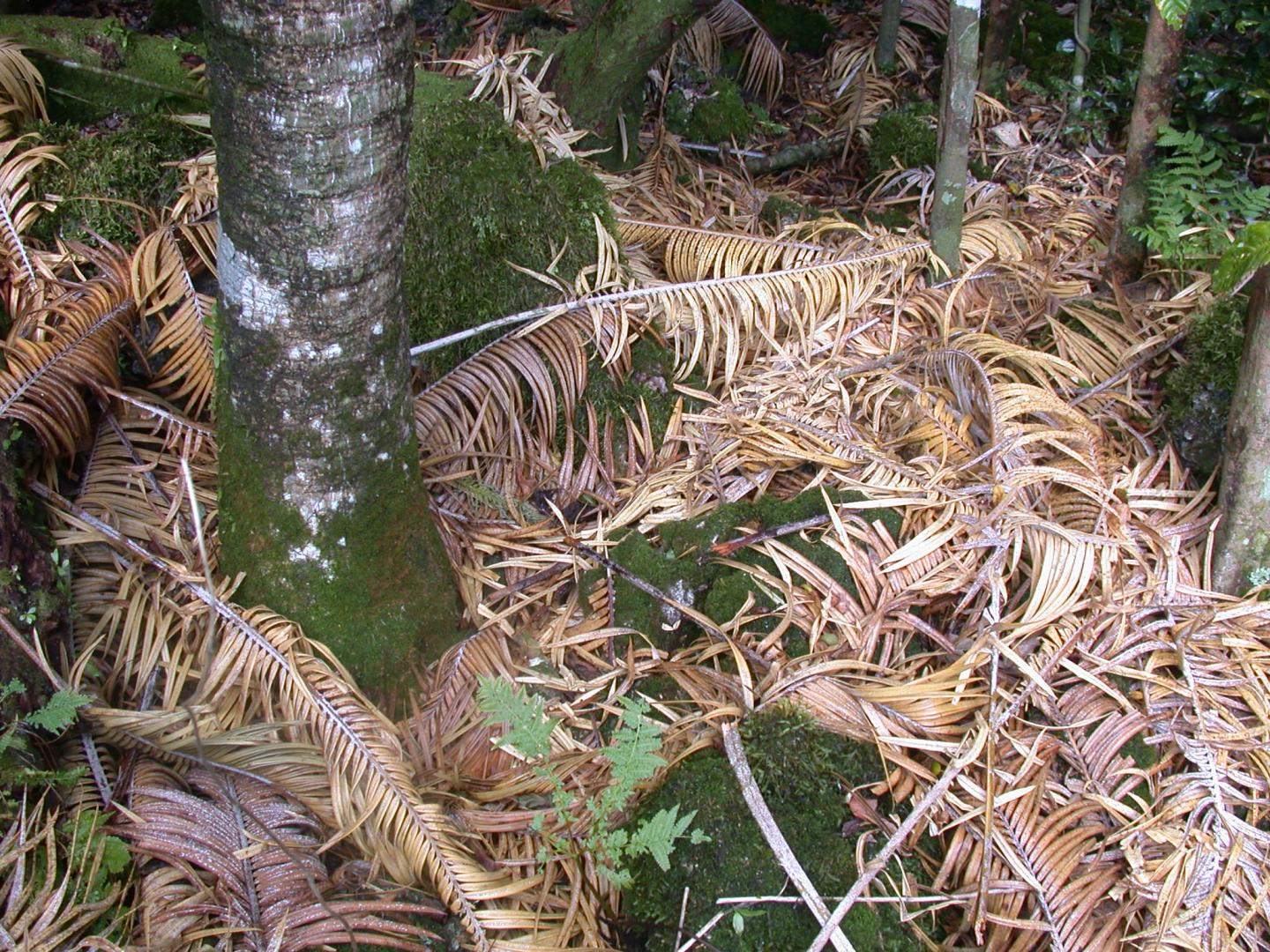 Guam Native Cycad Leaf Litter