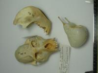 Skull, Mandible and Hyoid Bone of a Red Howler Monkey