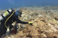 Newly discovered algae species infesting NW Hawaiian waters