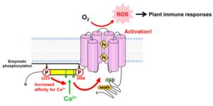 Model of RBOH activation by calcium ion binding and phosphorylation