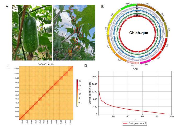 Overview of the chromosome-level genome of chieh-qua.