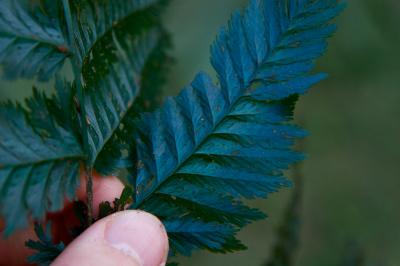 Collecting Leaves around the World