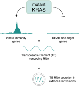 Graphical abstract