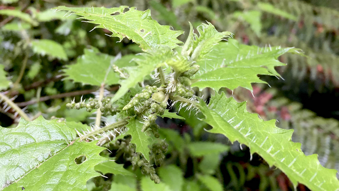 New Zealand tree nettle (ongaonga)