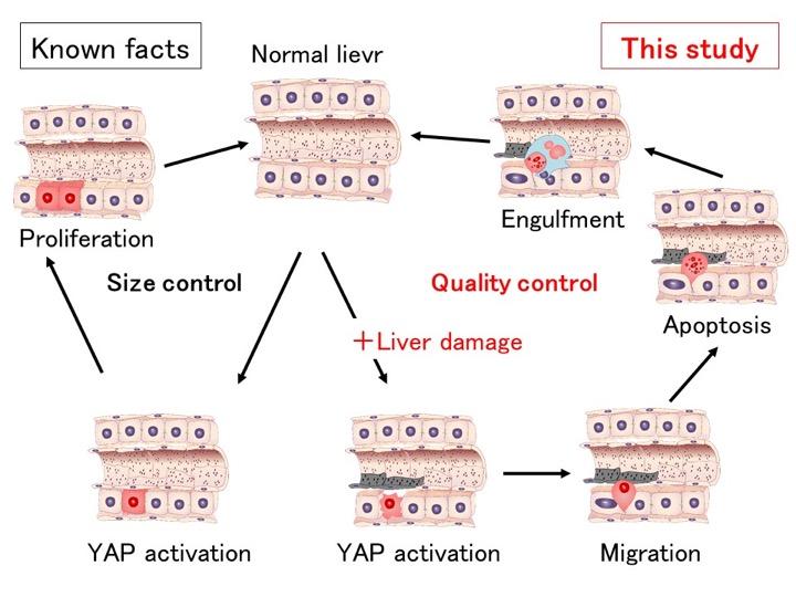 YAP-Dependent Liver Size and Quality Controls