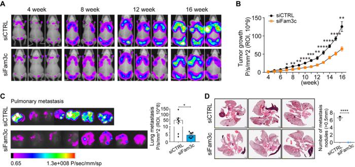 Fluorescence images of whole-body tumor burden.