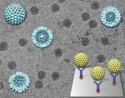 Captured Rotavirus Double-Layered Particles in the Midst of Producing RNA
