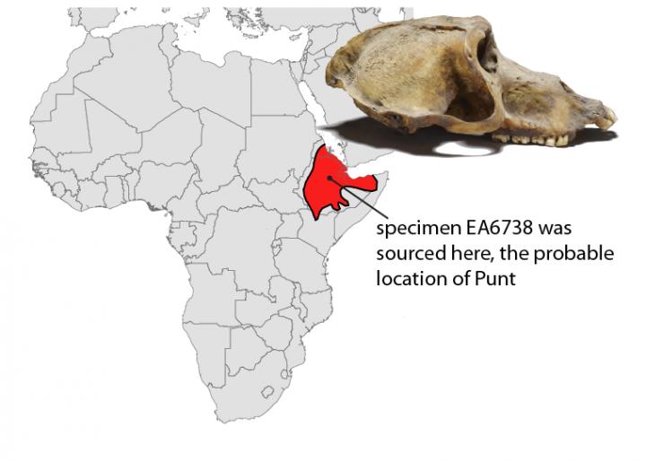 Map of Africa and skull of specimen EA6738, a mummified baboon
