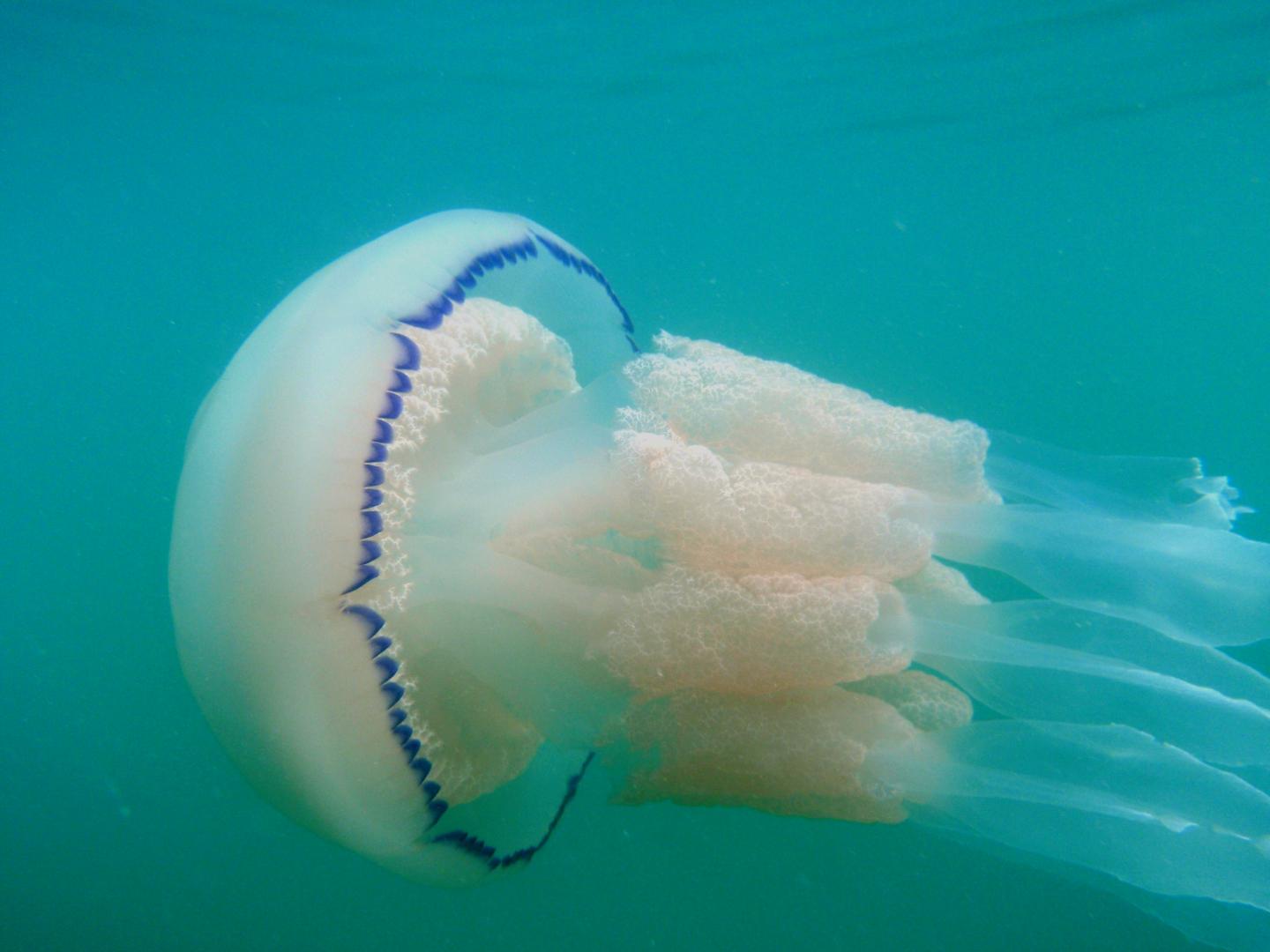 A Barrel Jellyfish