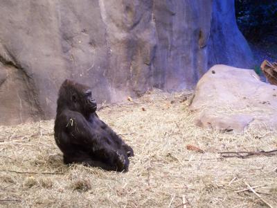 Gorilla at Woodland Park Zoo, Seattle
