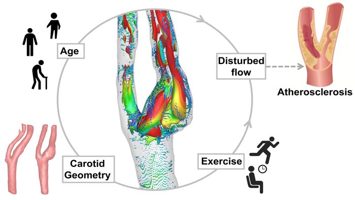 Exercise, age, and carotid geometry all have effects on disturbed flows