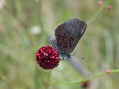 <I>Maculinea nausithous</I> (2 of 2)