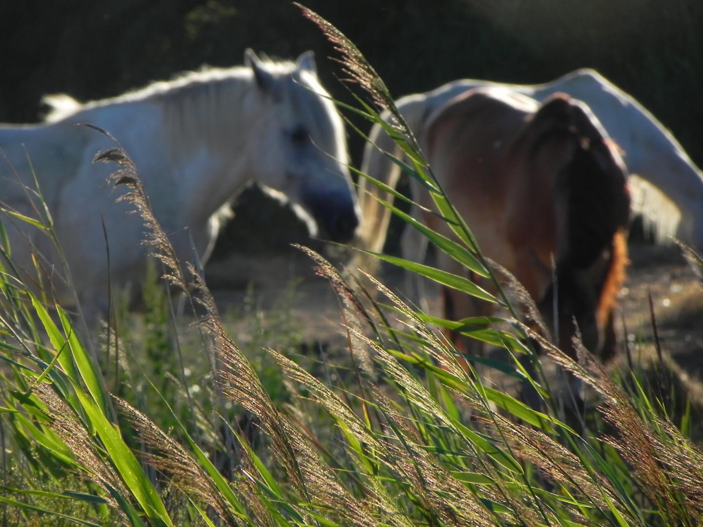 How Did Wild Horses Respond to Ancient Climate Changes? (4 of 4)