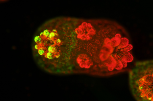 Coral polyps with algae symbiosis