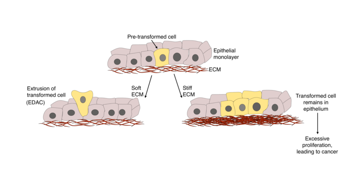 Extracellular matrix elasticity determines outcome of epithelial defence against cancer.