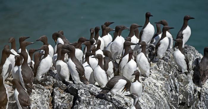 Common murres