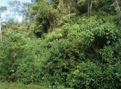 <i>Rhinella yunga</i> -- Habitat