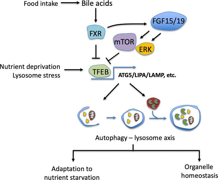 Bile acid regulation of the autophagy-lysosome axis.