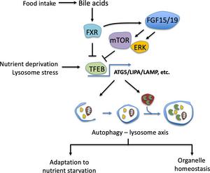 Bile acid regulation of the autophagy-lysosome axis.