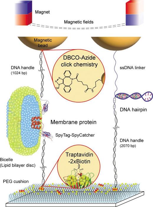 Schematic diagram of our robust single-molecule tweezers