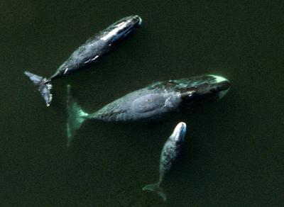 Bowhead Whales