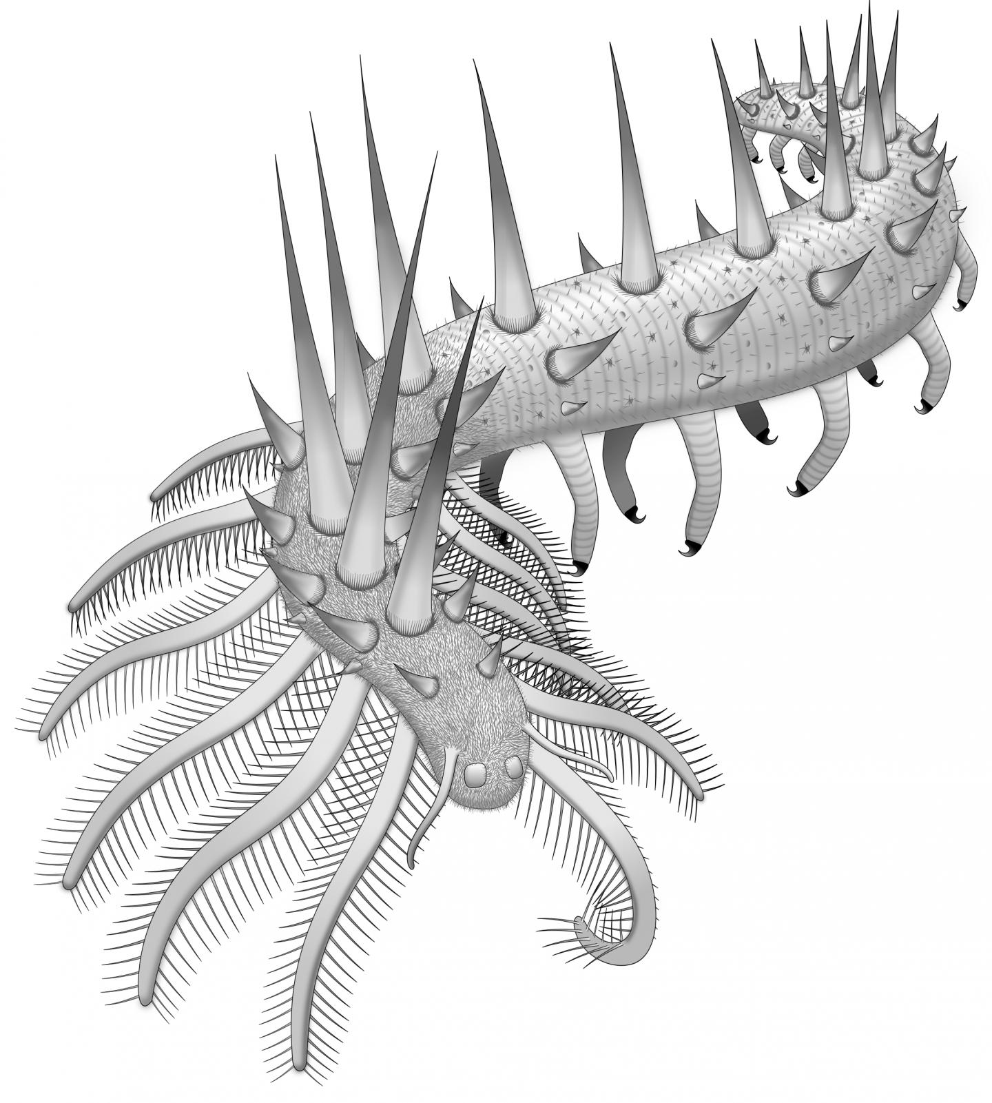 Collinsium ciliosum Reconstruction