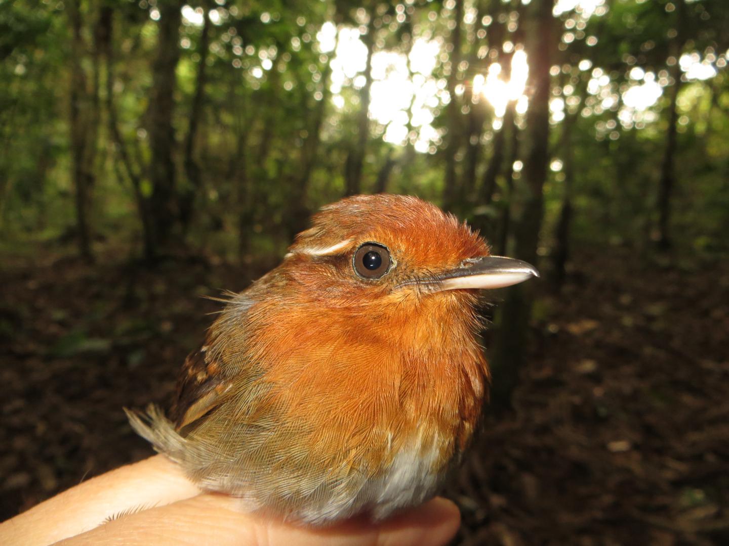 Study Is First to Directly Document Birds' Use of Light