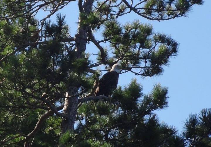 Bald Eagle