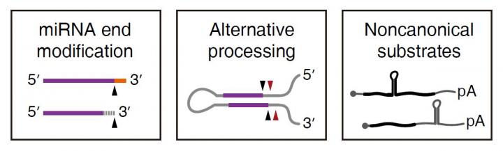 Three Major Findings Obtained from DROSHA fCLIP-seq Experiments