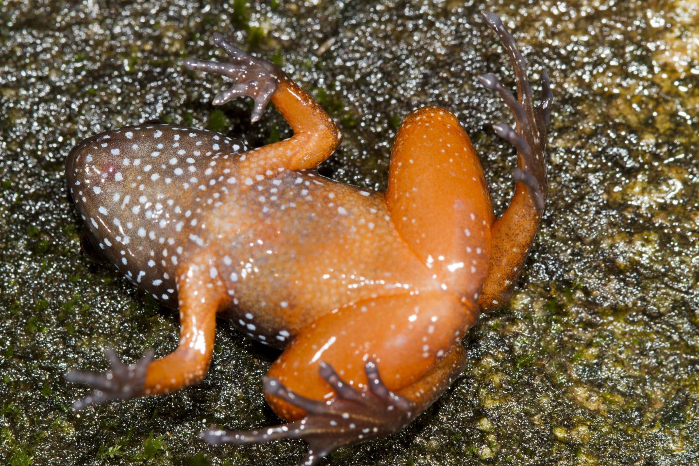 Orange Belly of <i>Astrobatrachus kurichiyana</i>