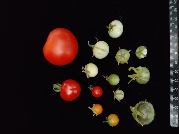 Ripe fruits from the cultivated tomato (top right) and its 13 species of wild relatives (Solanum sect. Lycopersicon).