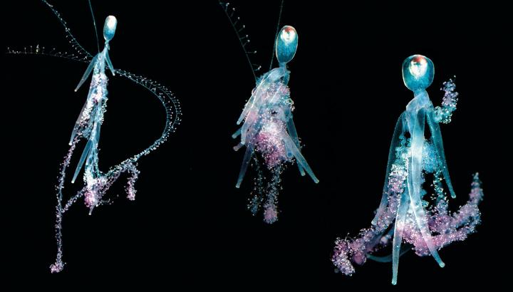 <i>Siphonophore Rhizophysa</i>