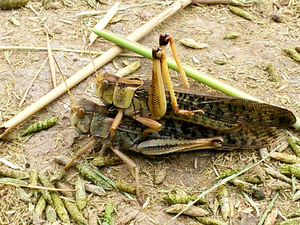 Two Oriental migratory locusts mating (Credit: CABI).