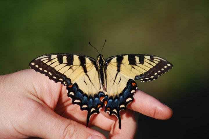 Eastern Tiger Swallowtail Butterfly