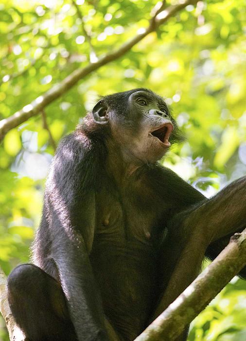 Bonobo vocalizing