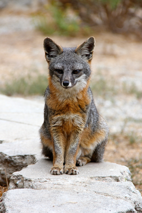 San Nicolas Island fox