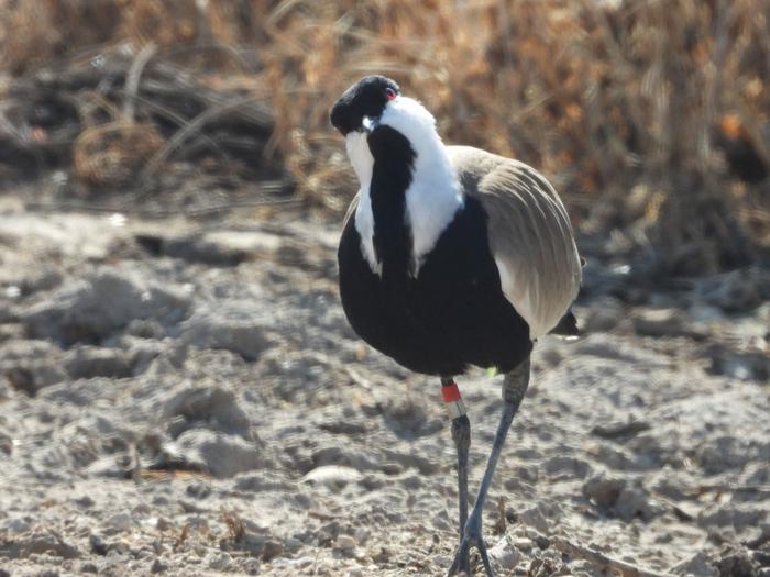 Close-up of a Spur-winged Lapwing.