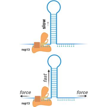 SARS CoV2 Helicase