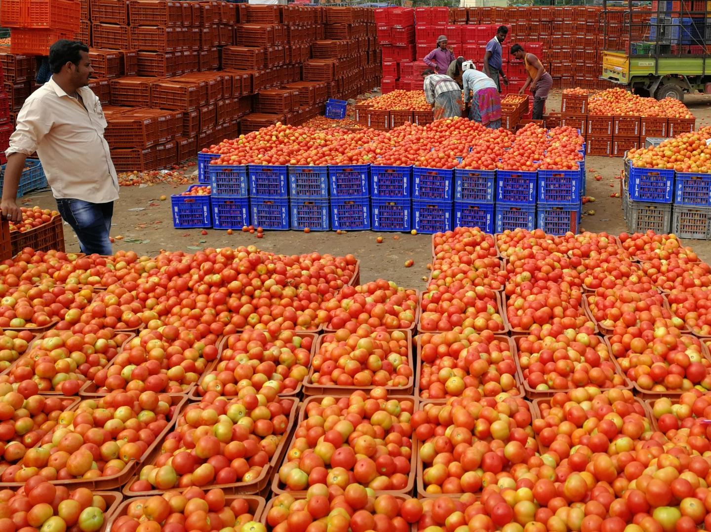 Hundreds of boxes of tomatoes in a market