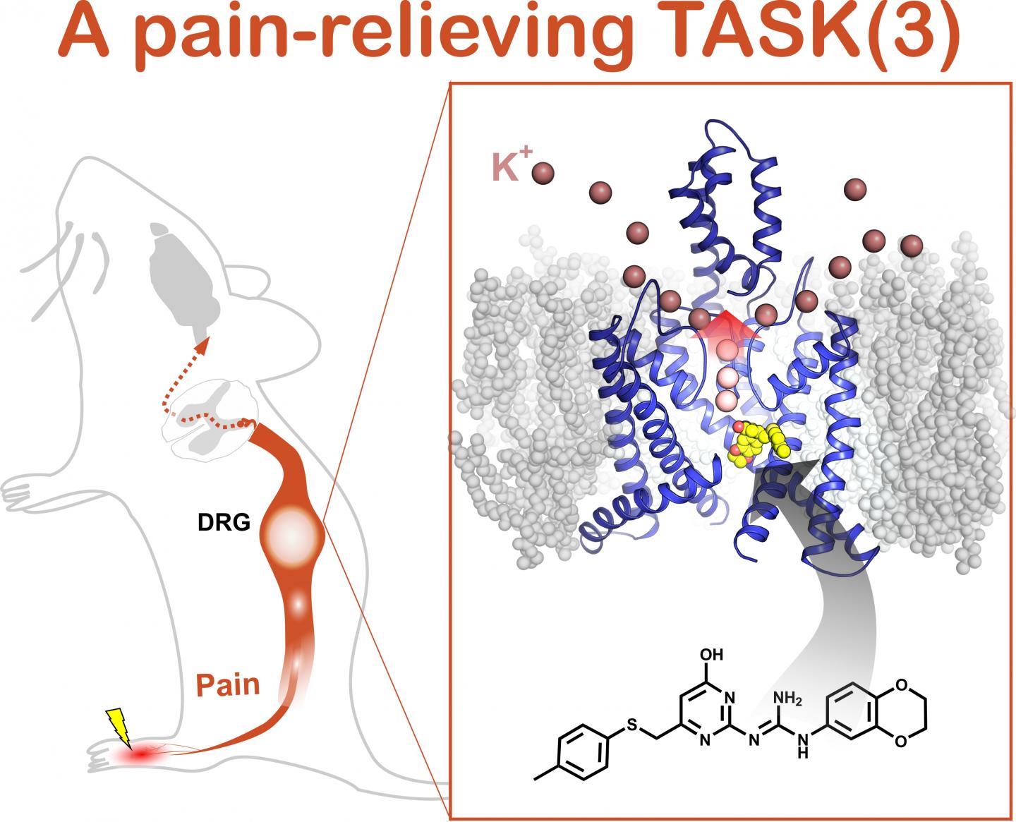 Potassium Channel Activator Is Up to the TASK EurekAlert!