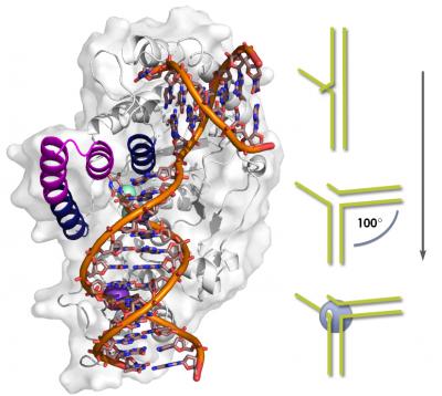 Model of FEN1 Protein with DNA