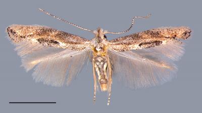 American Oak Skeletonizer Moth <i>Bucculatrix ainsliella</i>