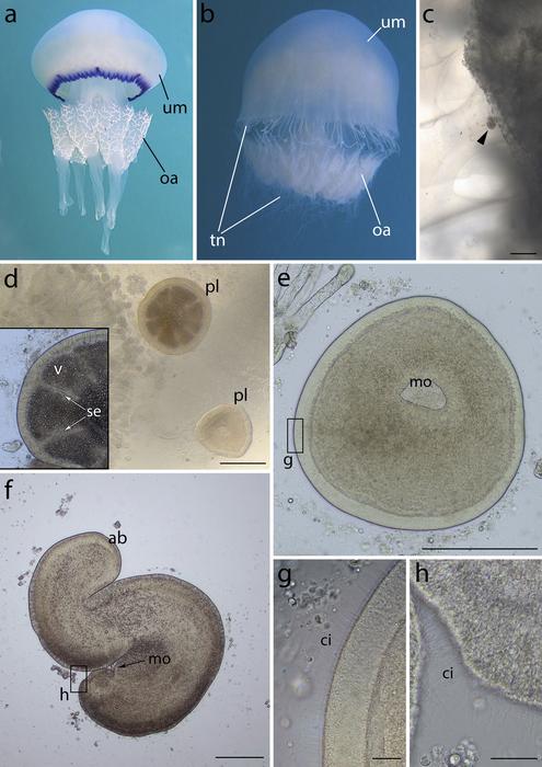 Figure 1: General view of scyphomedusa hosts Rhizostoma pulmo and Rhopilema nomadica and early stages of the Edwardsiella carnea parasitic planulae that were found in them.