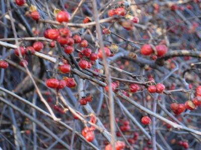 Oriental Bittersweet Close-Up
