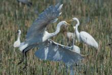 Waterbirds