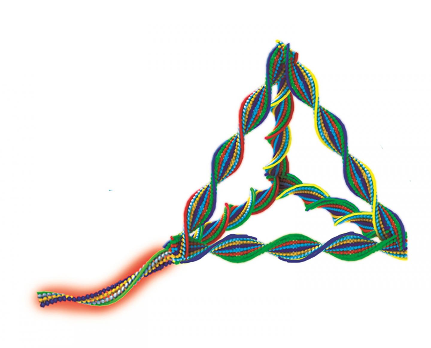 DNA Nanorobots Target HER2-Positive Breast Cancer Cells